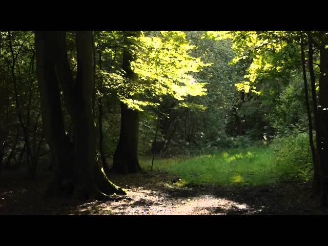 Forest Picnic video snapshot